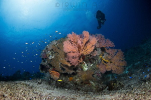 B I G - R O C K
Hidden reef
Lombok (Gili), Indonesia. M... by Irwin Ang 